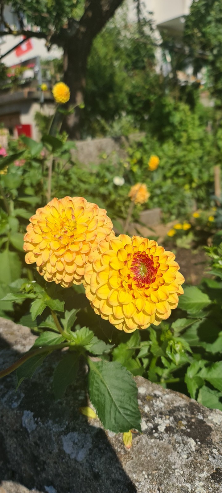flower