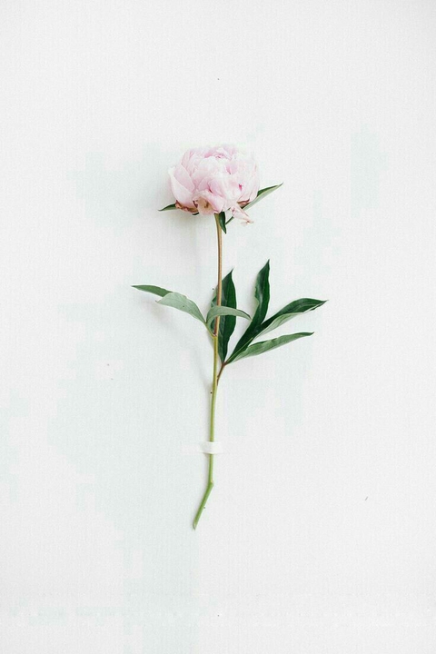 Flowers bring life to nature.