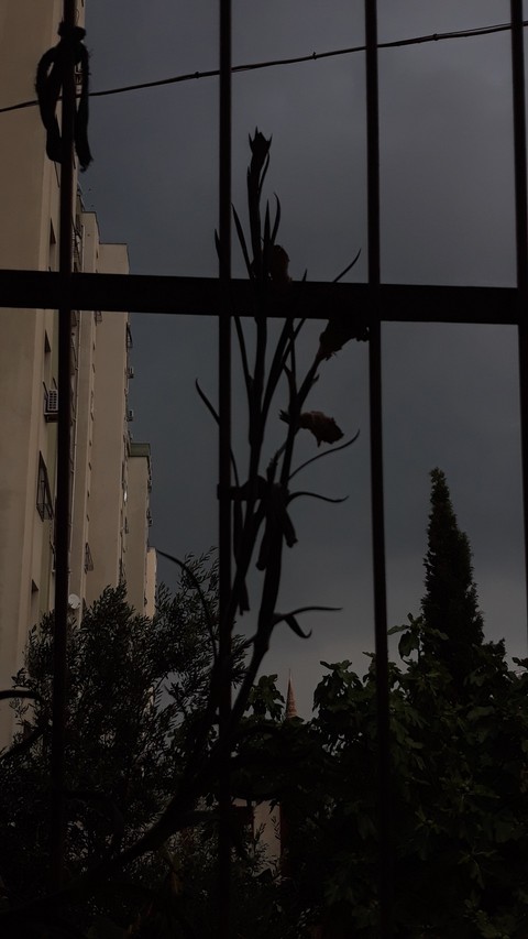 خلفيات Building, plant