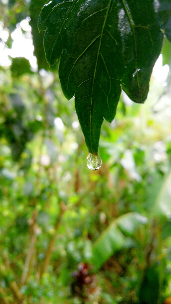 Droplet Peace On Leaf