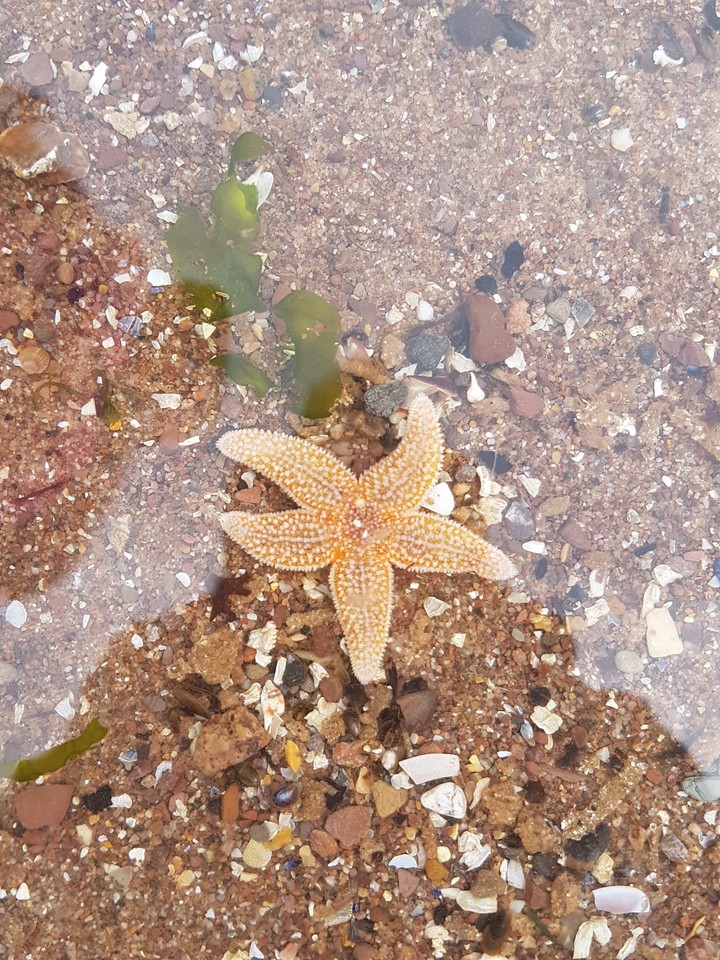 starfish