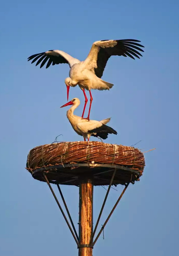 Storks nest