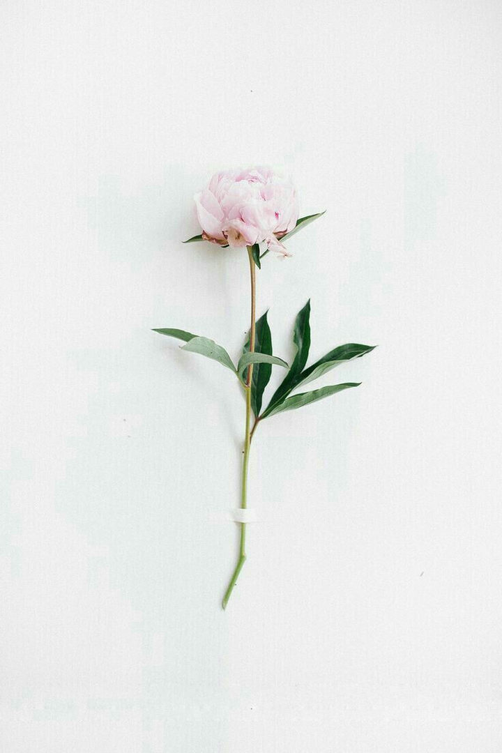 Flowers bring life to nature.