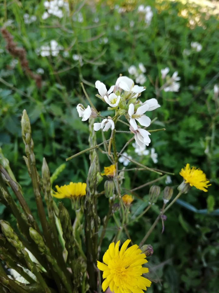 Bloom