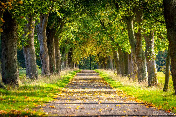 Allee