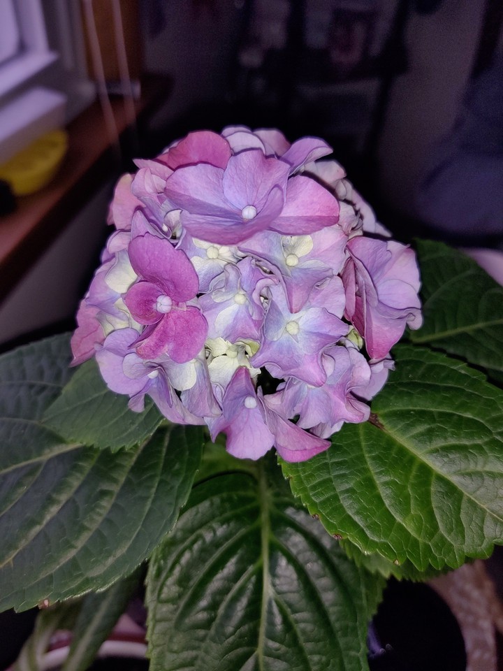Flower Bloom