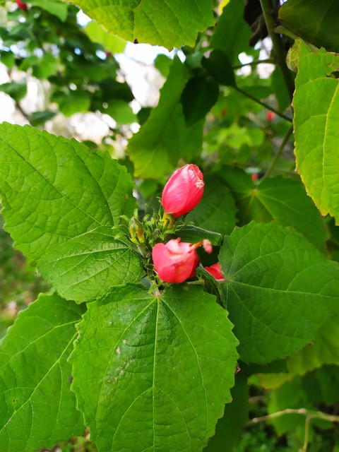 flowering tree in winter