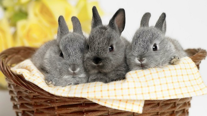 3 Bunnies 