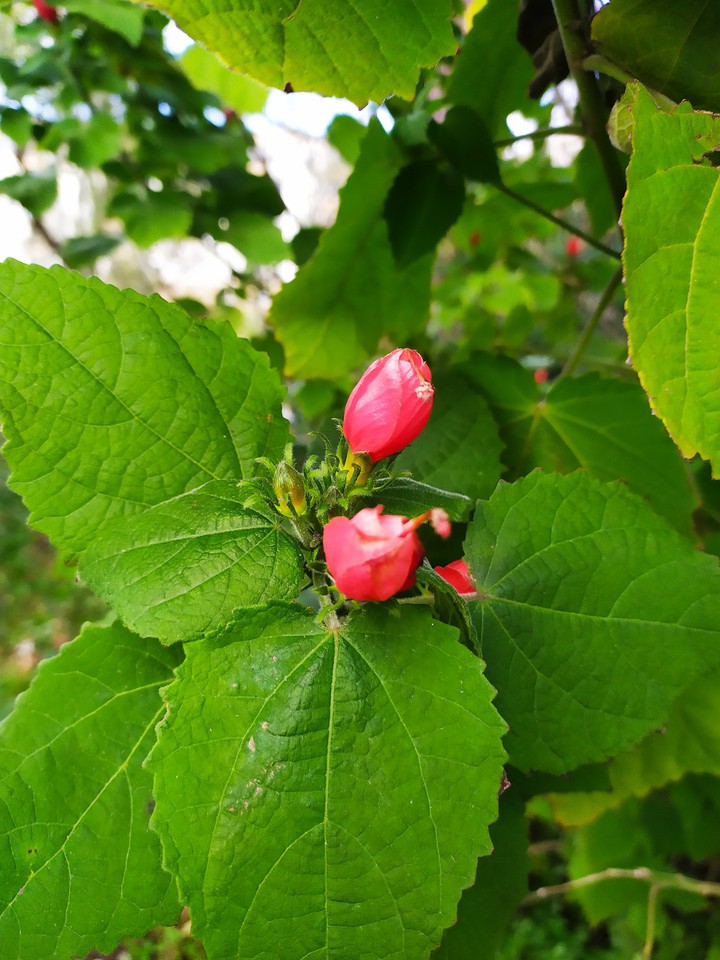 flowering tree in winter