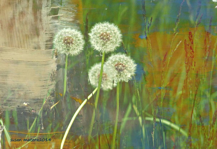 weeds can be art too