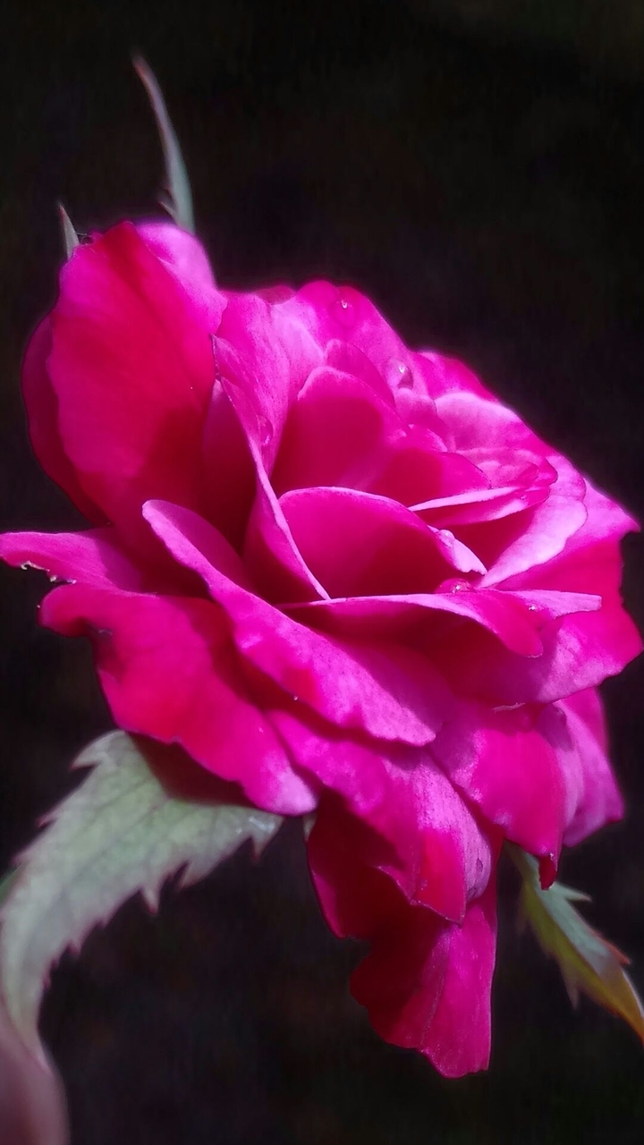 flower