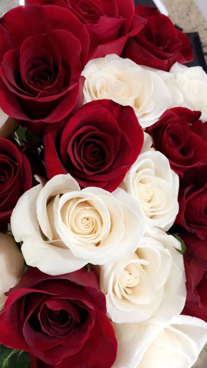 Roses