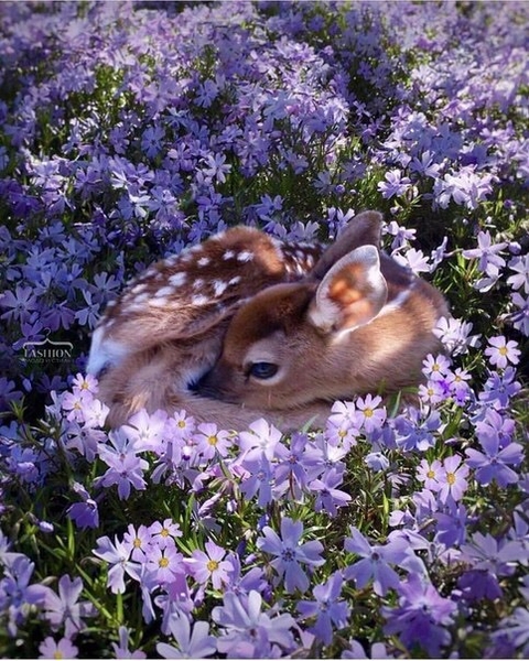 wildflower, Hare wallpapers