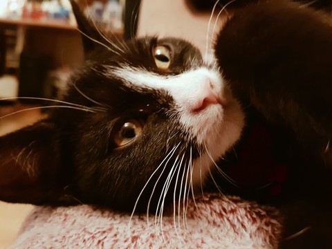 Baby
