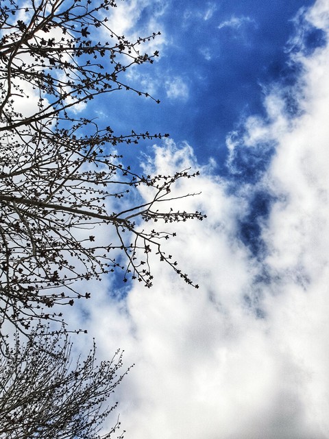 tree on the sky