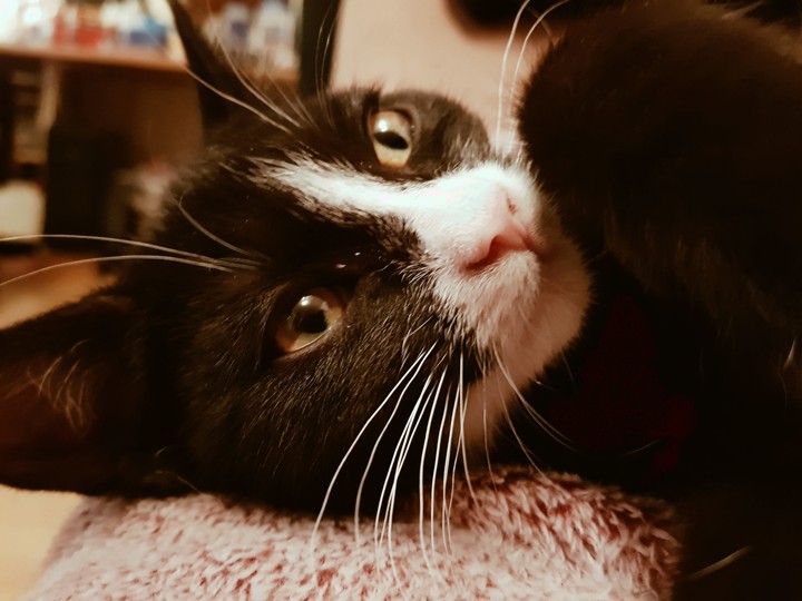 Baby