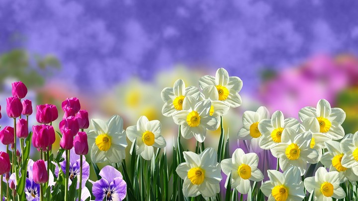 spring