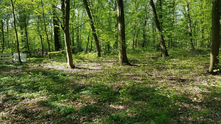 Park Grüner Jäger/green hunter(4)