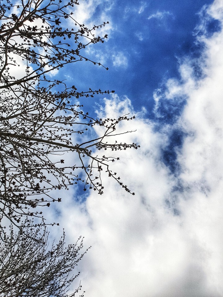 tree on the sky