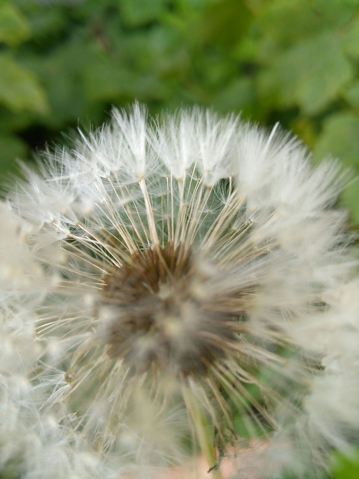Sow-thistle