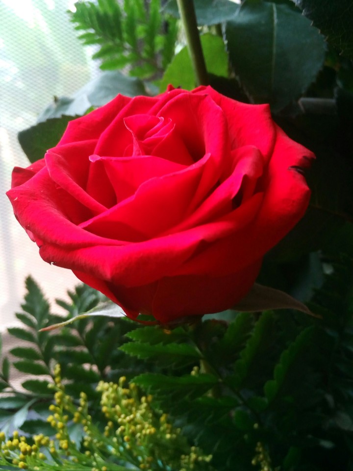 rosa roja