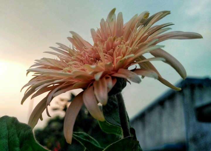 gerbera