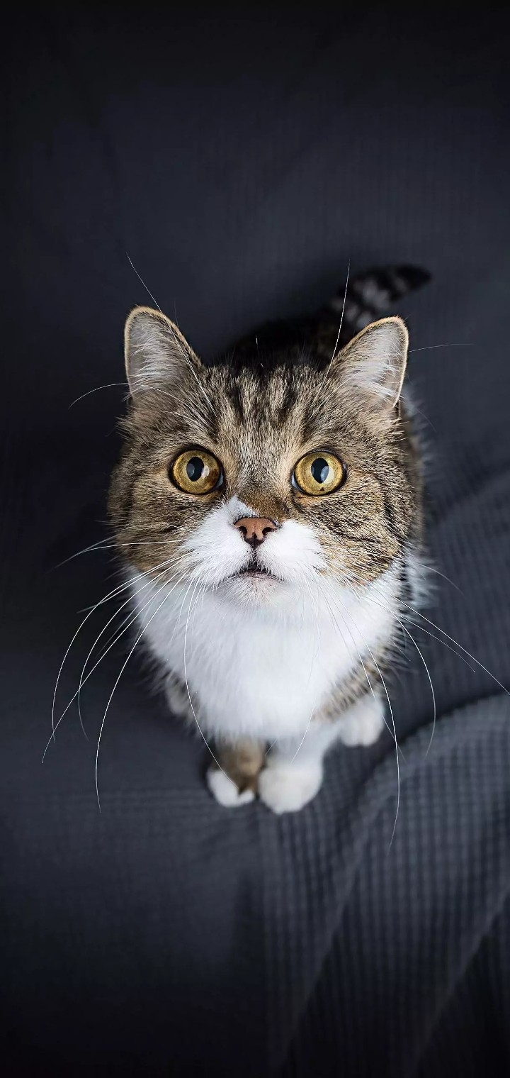 pet
