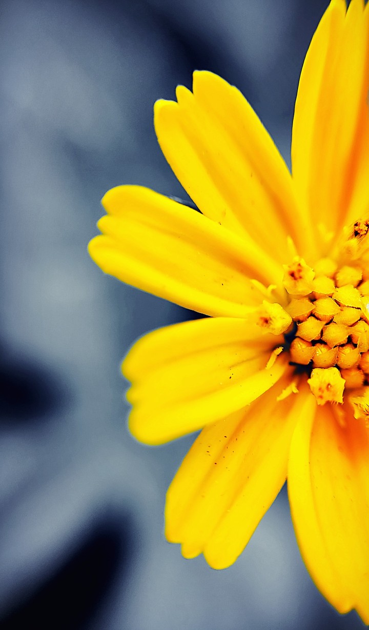 flower Plant