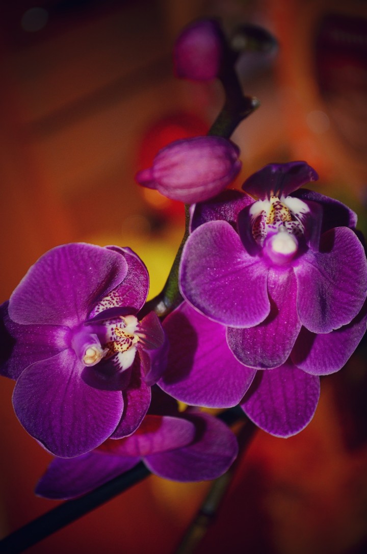 flowers