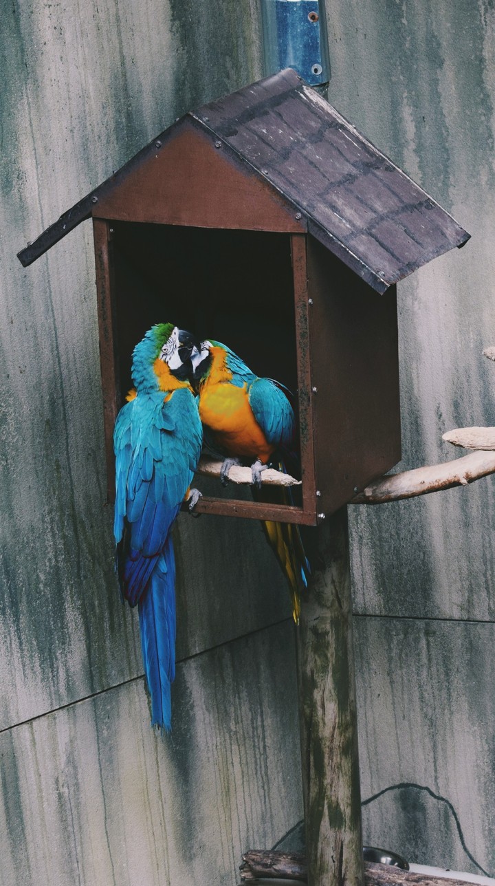 Love birds