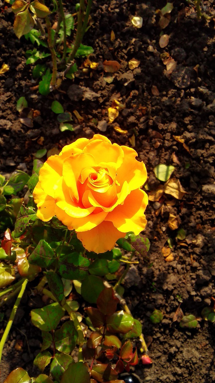 rose