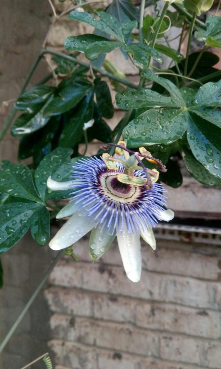 passion flower