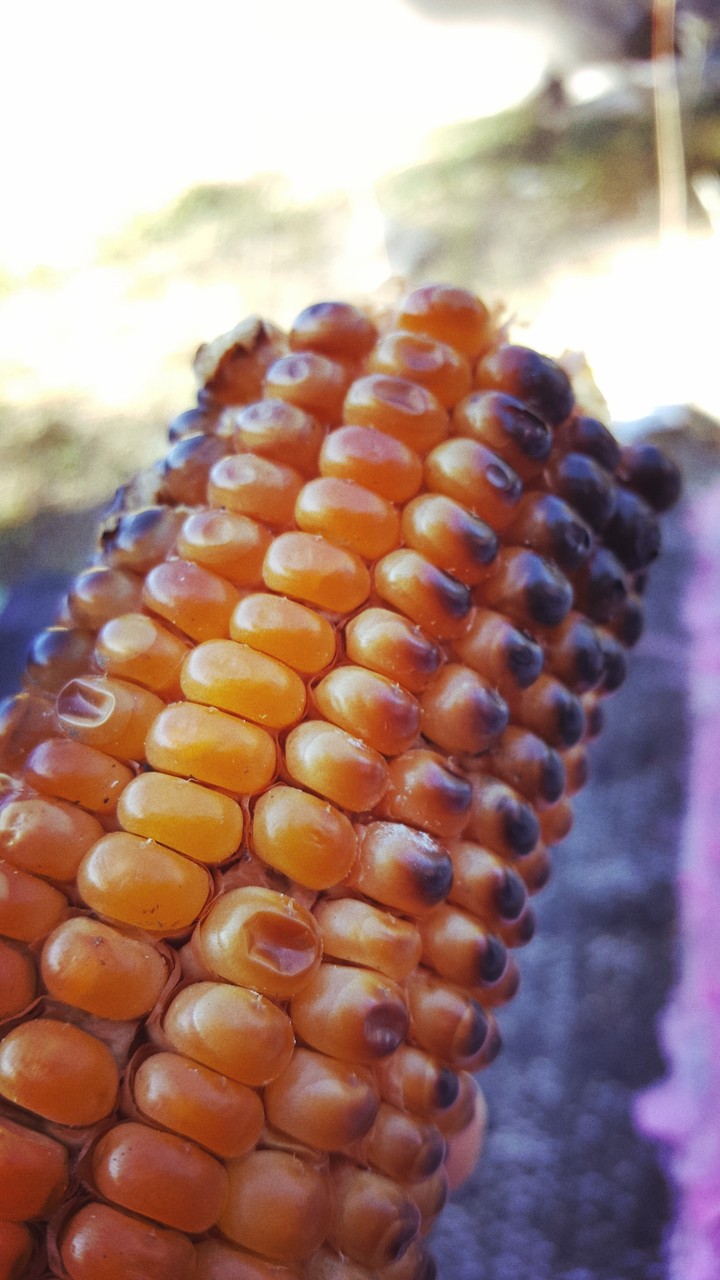 piknik