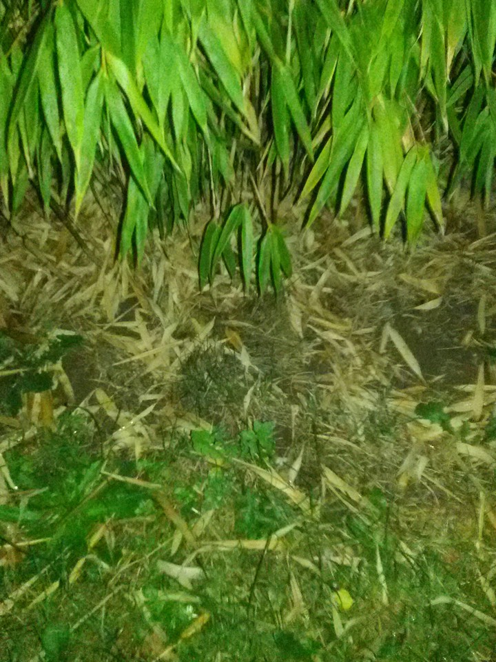 Herbstbambus