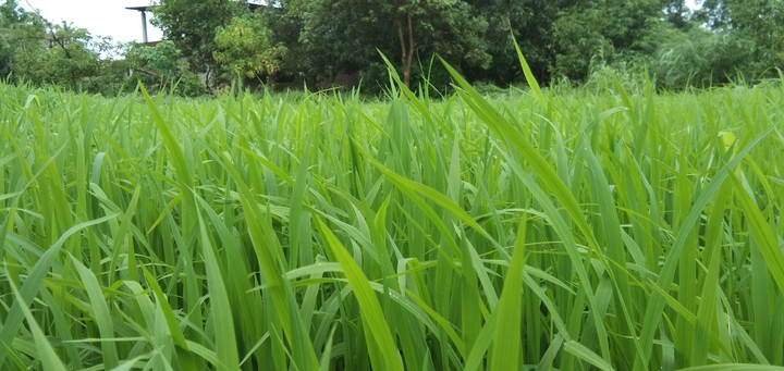 green natural
