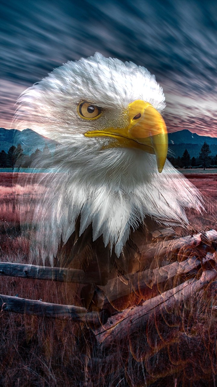 Eagle