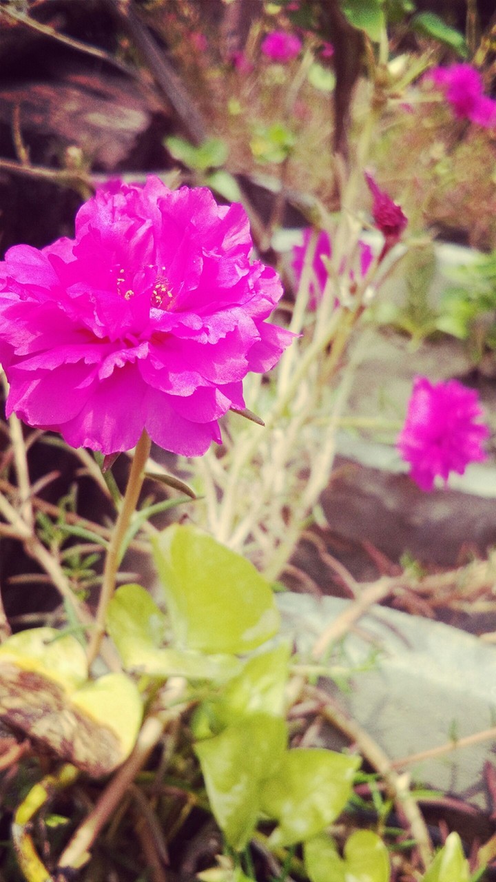Flower