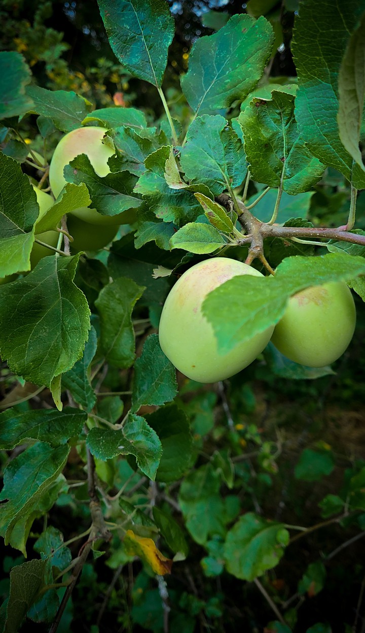 Wild Apples