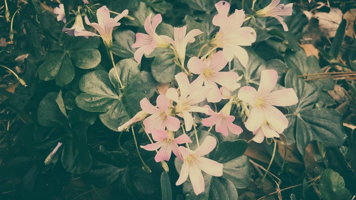 Pale Pink Flowers