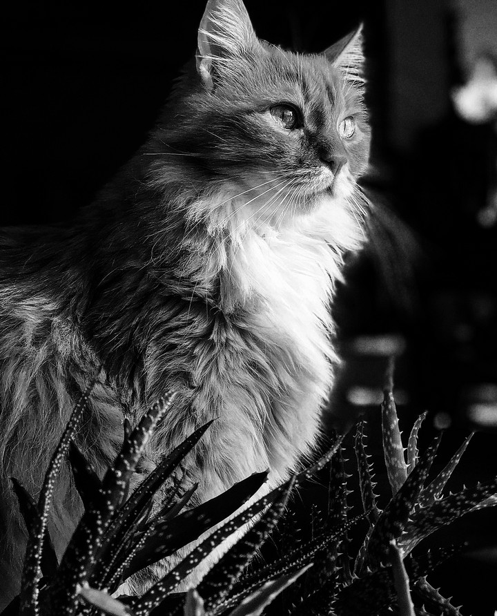 Black cat ( siyah kedi)