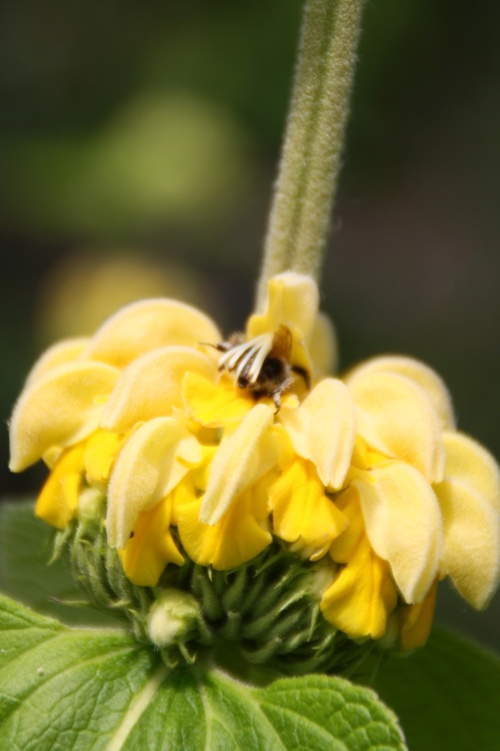 yellow flower