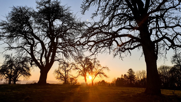Sonnenuntergang hinter Bäumen