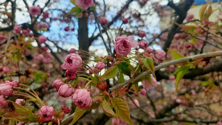 spring