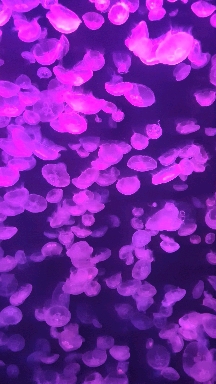 해파리