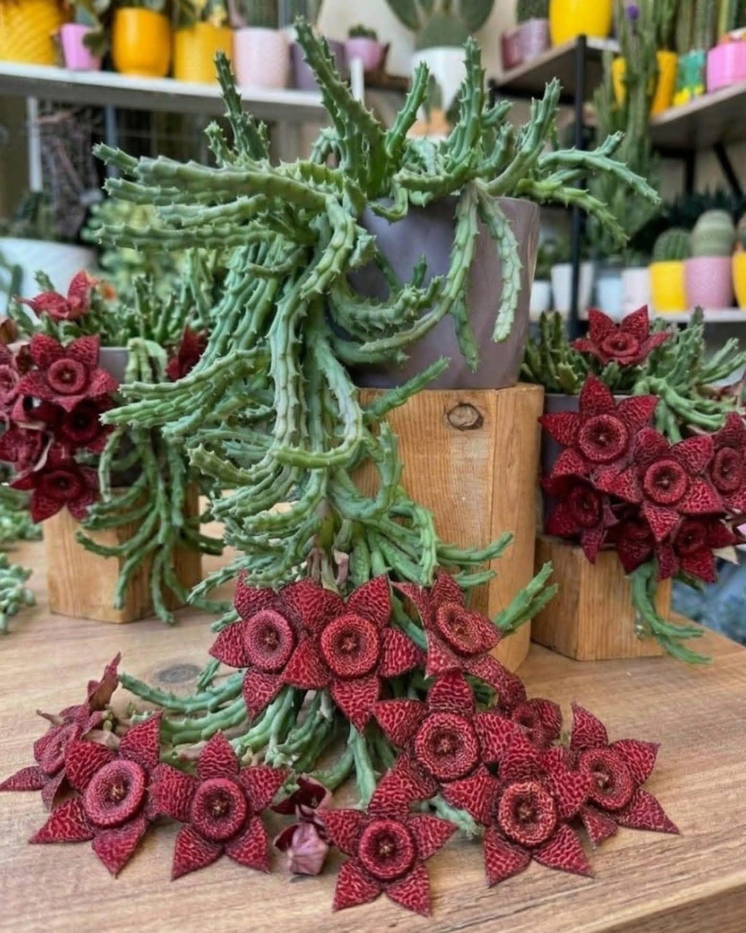wool, floristry duvar kağıtları