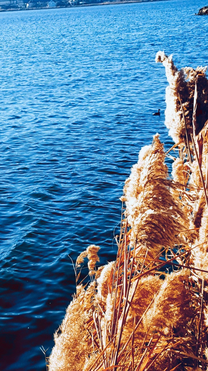 A duck floating on a lake
