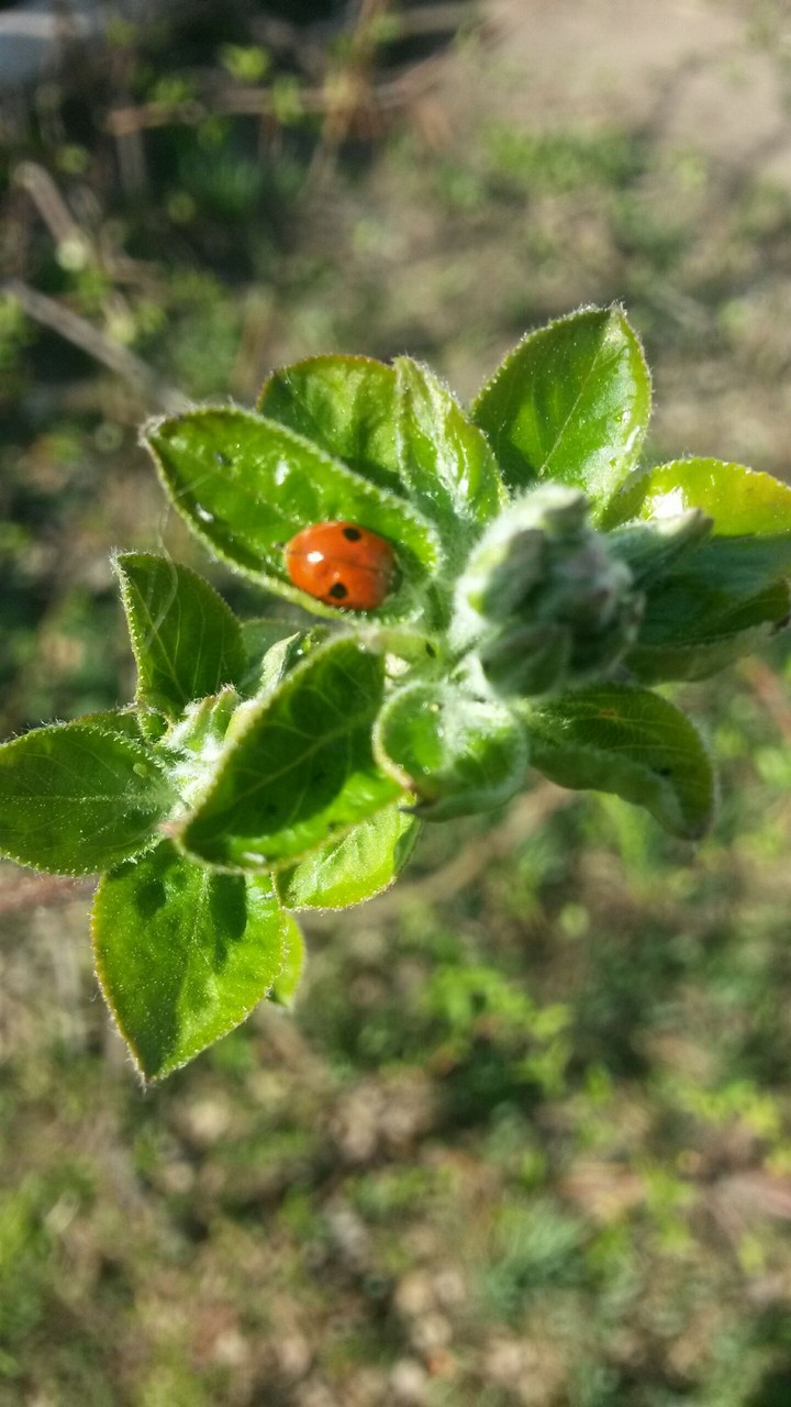божья коровка
