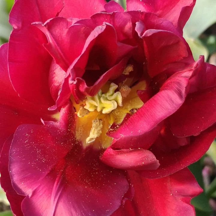 Tulpe aufgeblüht