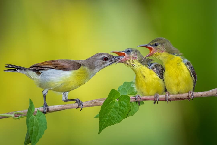 Motherhood