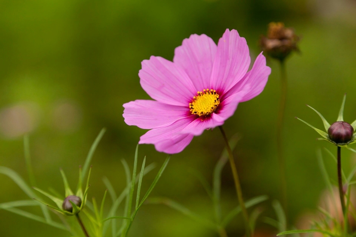 pink flower